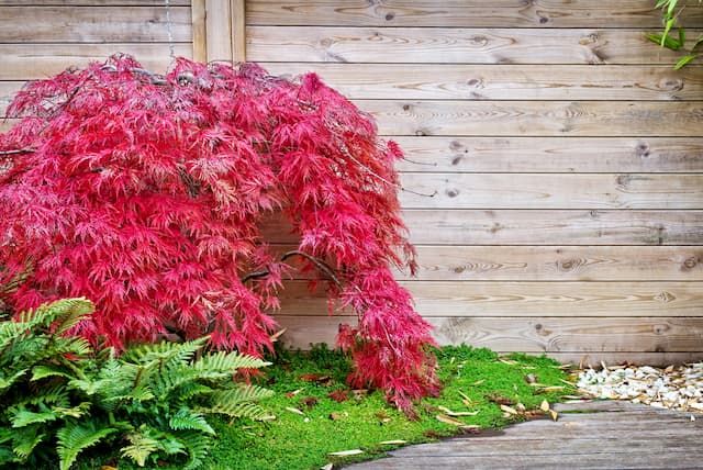 Best Trees For Front Yard Best Trees For Front Yard