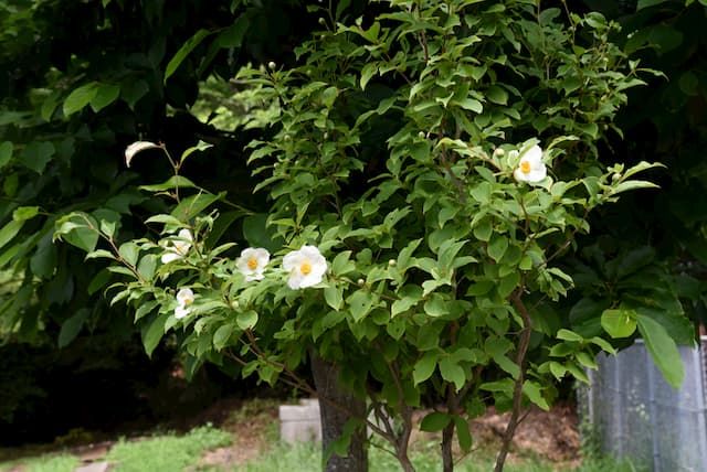 Best Trees For Front Yard Best Trees For Front Yard