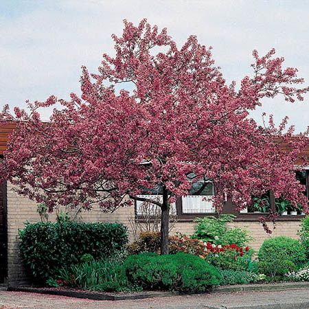 Best Trees For Front Yard Best Trees For Front Yard