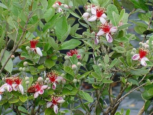 Best Trees For Front Yard Best Trees For Front Yard