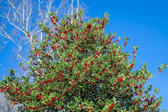 Best Trees For Front Yard Best Trees For Front Yard