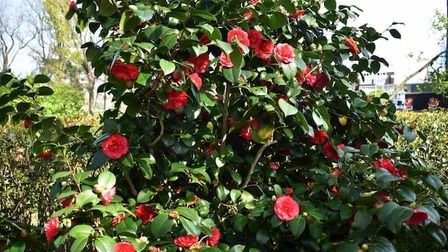 Best Trees For Front Yard