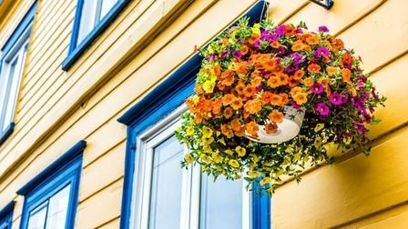Top Picks: 16 Flowers Perfect for Hanging Baskets