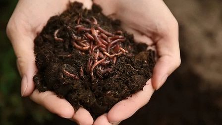 5 Best Worms For Compost of 2025