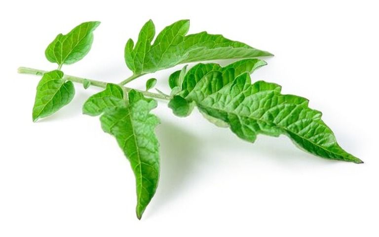 Effective Organic Pest Management Solutions You Can Try At Home Effective Organic Pest Management Solutions You Can Try At Home