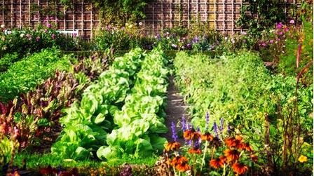 How To Start A Vegetable Garden From Scratch? - Guide For Beginners
