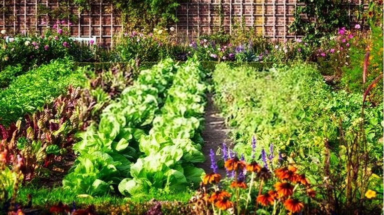How To Start A Vegetable Garden From Scratch? - Guide For Beginners How To Start A Vegetable Garden From Scratch? - Guide For Beginners
