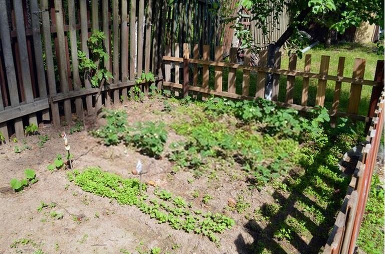 How To Start A Vegetable Garden From Scratch? - Guide For Beginners How To Start A Vegetable Garden From Scratch? - Guide For Beginners
