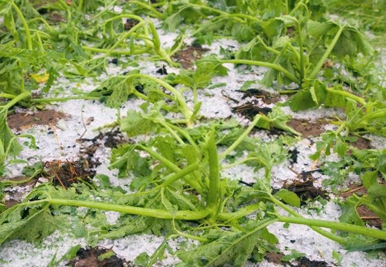 How To Start A Vegetable Garden From Scratch? - Guide For Beginners How To Start A Vegetable Garden From Scratch? - Guide For Beginners