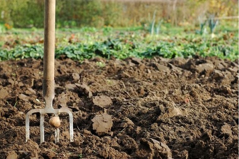 How To Start A Vegetable Garden From Scratch? - Guide For Beginners How To Start A Vegetable Garden From Scratch? - Guide For Beginners