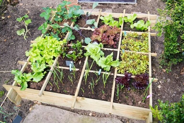 How To Start A Vegetable Garden From Scratch? - Guide For Beginners How To Start A Vegetable Garden From Scratch? - Guide For Beginners