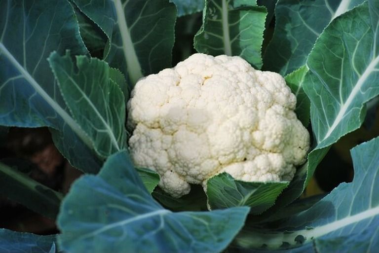 How To Start A Vegetable Garden From Scratch? - Guide For Beginners How To Start A Vegetable Garden From Scratch? - Guide For Beginners