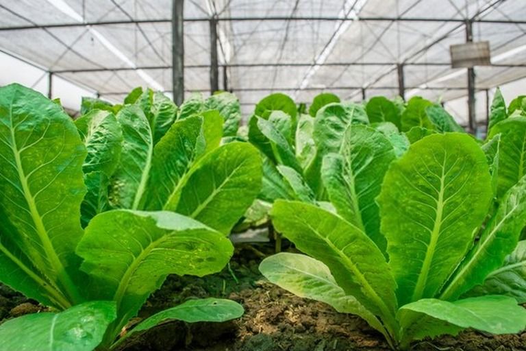 How To Start A Vegetable Garden From Scratch? - Guide For Beginners How To Start A Vegetable Garden From Scratch? - Guide For Beginners