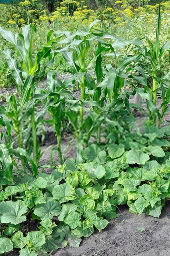 How To Start A Vegetable Garden From Scratch? - Guide For Beginners How To Start A Vegetable Garden From Scratch? - Guide For Beginners