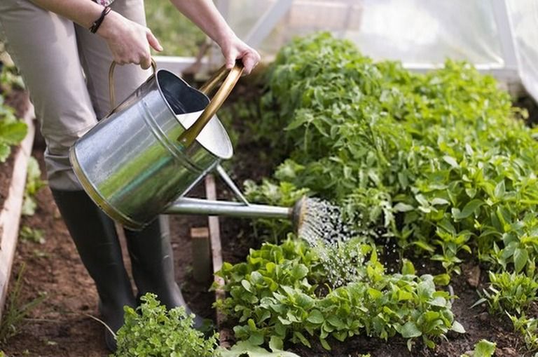 How To Start A Vegetable Garden From Scratch? - Guide For Beginners How To Start A Vegetable Garden From Scratch? - Guide For Beginners