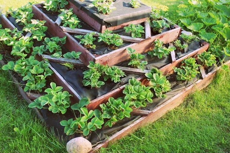 How To Start A Vegetable Garden From Scratch? - Guide For Beginners How To Start A Vegetable Garden From Scratch? - Guide For Beginners