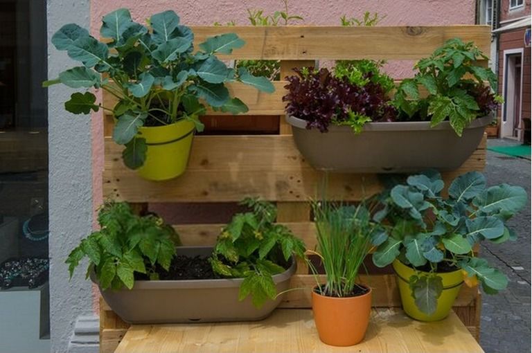 How To Start A Vegetable Garden From Scratch? - Guide For Beginners How To Start A Vegetable Garden From Scratch? - Guide For Beginners
