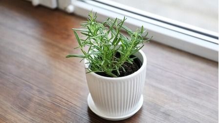 How To Get Rid Of Bugs On Indoor Plants?