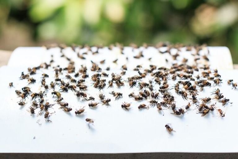 How To Get Rid Of Bugs On Indoor Plants? How To Get Rid Of Bugs On Indoor Plants?