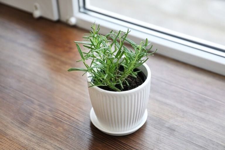 How To Get Rid Of Bugs On Indoor Plants? How To Get Rid Of Bugs On Indoor Plants?
