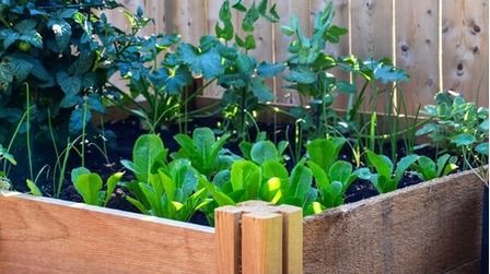 How To Build A Raised Vegetable Garden? - Guide For First Time Gardeners