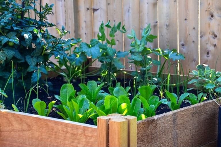 How To Build A Raised Vegetable Garden? - Guide For First Time Gardeners How To Build A Raised Vegetable Garden? - Guide For First Time Gardeners
