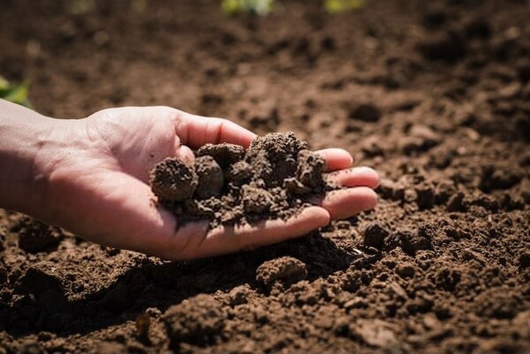 How To Build A Raised Vegetable Garden? - Guide For First Time Gardeners How To Build A Raised Vegetable Garden? - Guide For First Time Gardeners