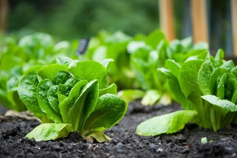 How To Build A Raised Vegetable Garden? - Guide For First Time Gardeners How To Build A Raised Vegetable Garden? - Guide For First Time Gardeners