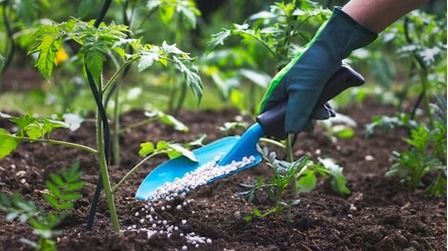 6 Best Fertilizers For Fruit Trees of 2025