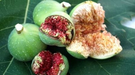 Best Fertilizer For Fig Trees of 2025: Top 6 Picks