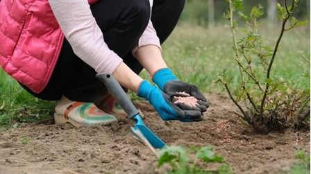 Best Fertilizer For Roses of 2025: Top 7 Picks