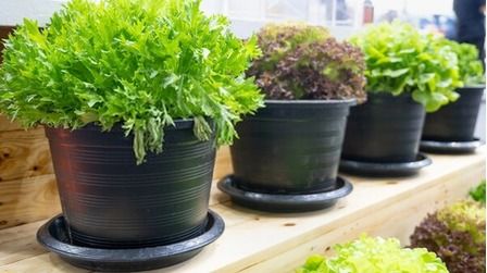 8 Best Pots For Growing Vegetables of 2025 8 Best Pots For Growing Vegetables of 2025