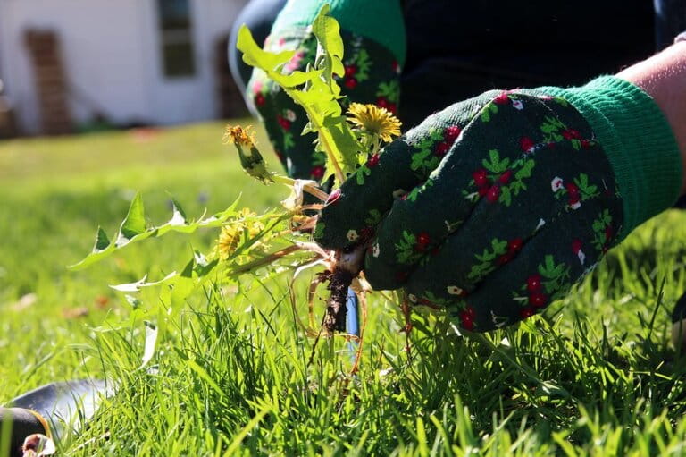 Will Pre Emergent Kill Grass Seed? Will Pre Emergent Kill Grass Seed?