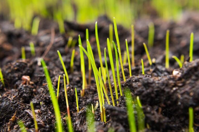 Will Pre Emergent Kill Grass Seed? Will Pre Emergent Kill Grass Seed?