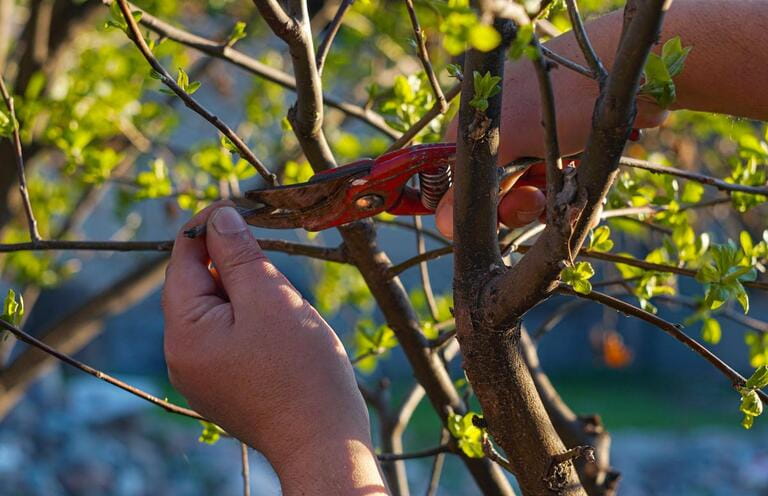 When Should You Not Trim Bushes? An In-Depth Guide