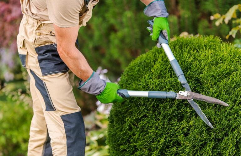 When Should You Not Trim Bushes? An In-Depth Guide