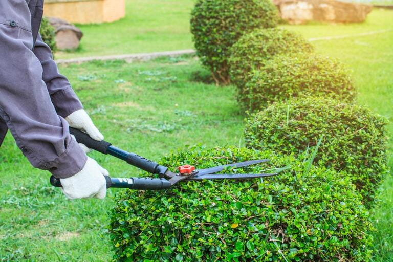 When Should You Not Trim Bushes? An In-Depth Guide