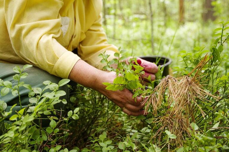 When Should You Not Trim Bushes? An In-Depth Guide