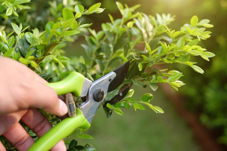 When Should You Not Trim Bushes? An In-Depth Guide