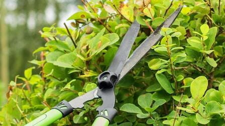 When Should You Not Trim Bushes? An In-Depth Guide