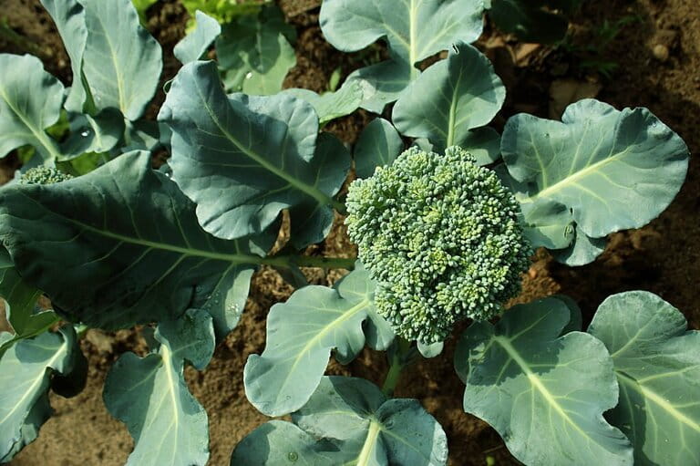 What Not to Plant with Kale What Not to Plant with Kale