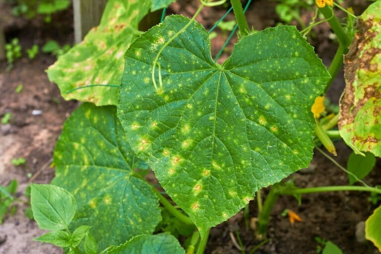 What Not to Plant with Kale What Not to Plant with Kale