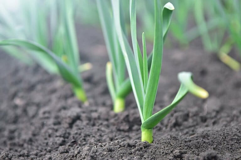 What Not to Plant with Kale What Not to Plant with Kale