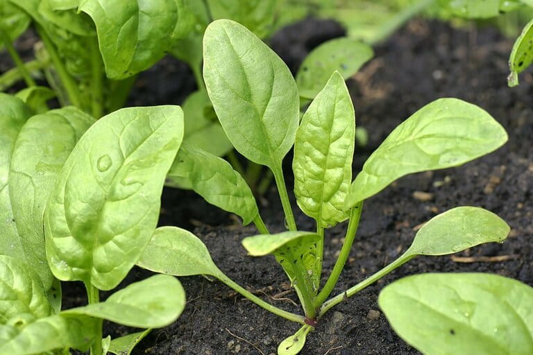 What Not to Plant with Kale What Not to Plant with Kale