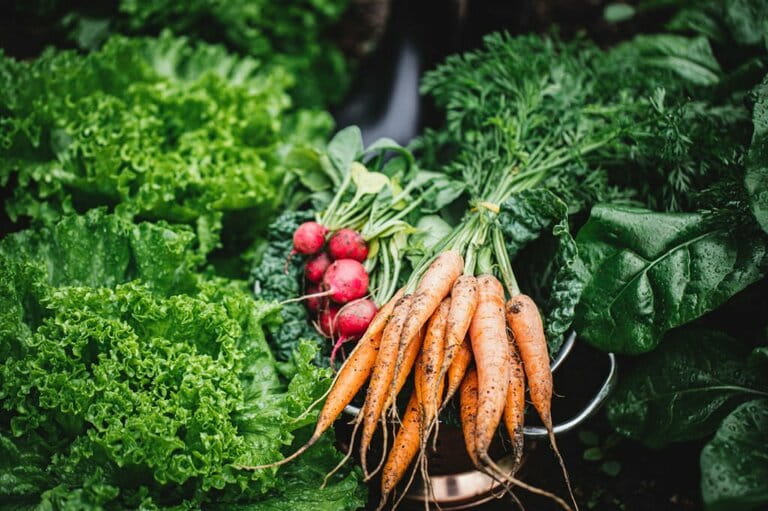 What Not to Plant with Kale What Not to Plant with Kale