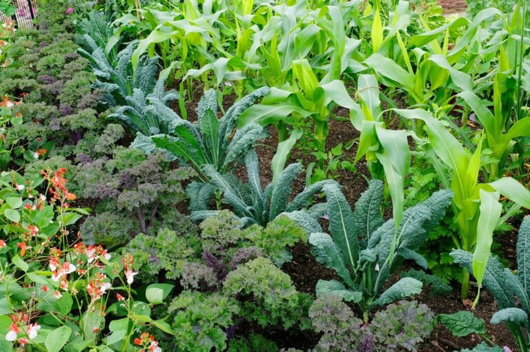 What Not to Plant with Kale What Not to Plant with Kale