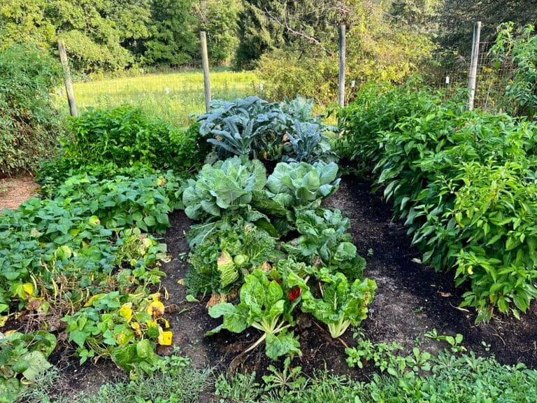 What Not to Plant with Kale What Not to Plant with Kale