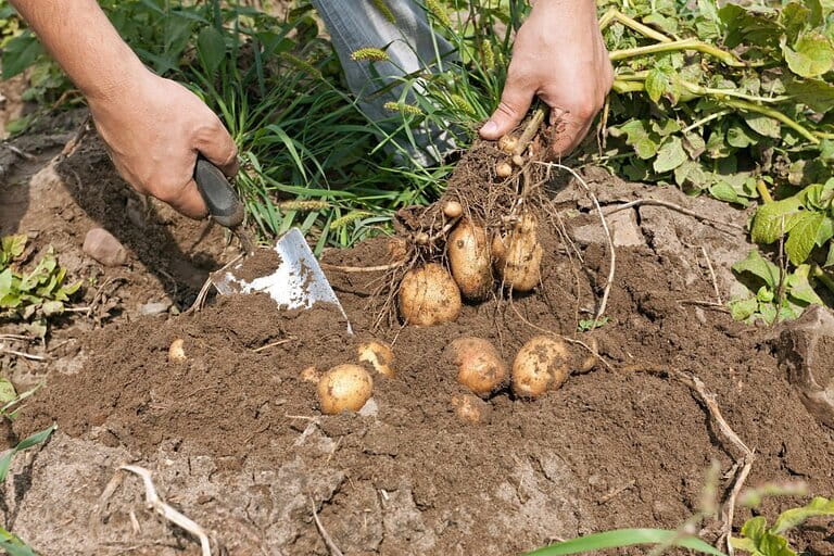 When to stop watering potatoes before harvest When to stop watering potatoes before harvest