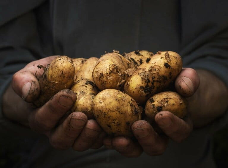When to stop watering potatoes before harvest When to stop watering potatoes before harvest