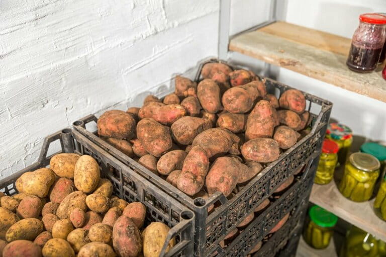 When to stop watering potatoes before harvest When to stop watering potatoes before harvest